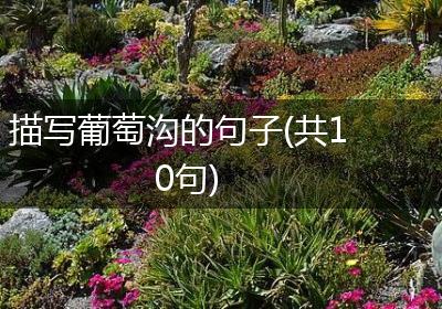 描写葡萄沟的句子(共10句)