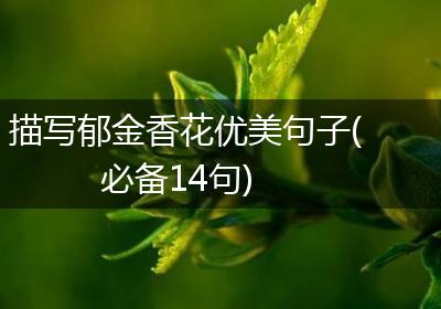 描写郁金香花优美句子(必备14句)