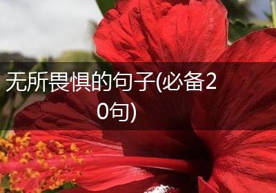 无所畏惧的句子(必备20句)