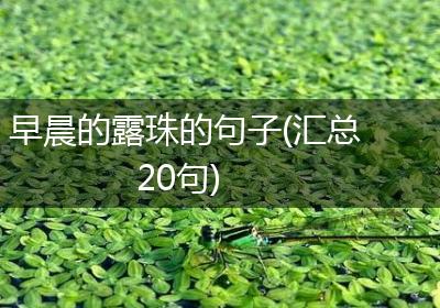 早晨的露珠的句子(汇总20句)