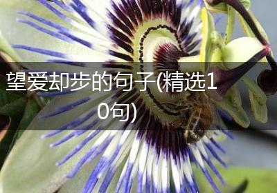 望爱却步的句子(精选10句)