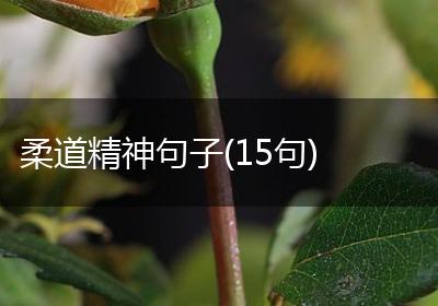 柔道精神句子(15句)