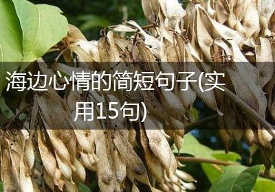 海边心情的简短句子(实用15句)