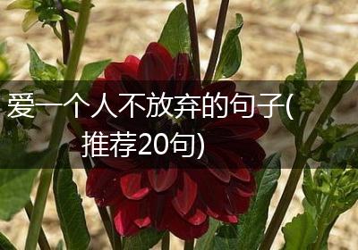 爱一个人不放弃的句子(推荐20句)