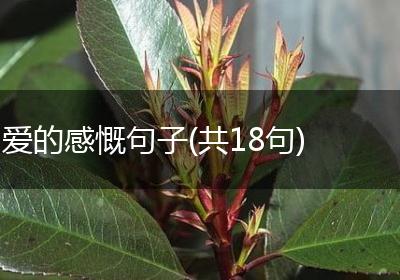 爱的感慨句子(共18句)