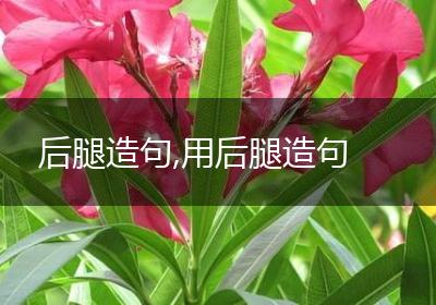 后腿造句,用后腿造句