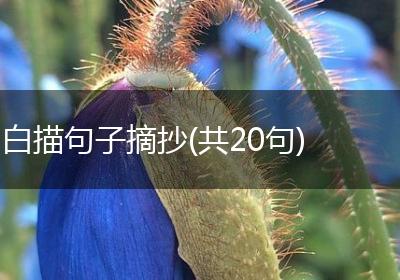 白描句子摘抄(共20句)