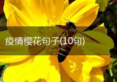 疫情樱花句子(10句)