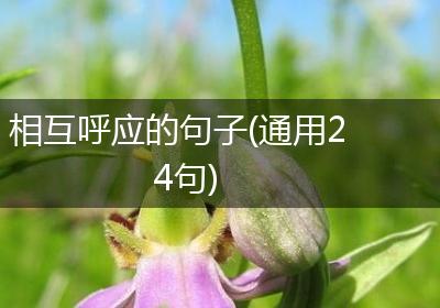 相互呼应的句子(通用24句)