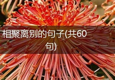 相聚离别的句子(共60句)