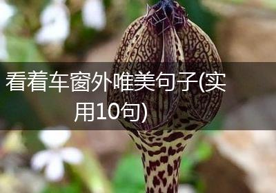 看着车窗外唯美句子(实用10句)