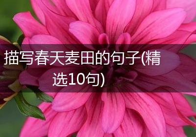 描写春天麦田的句子(精选10句)