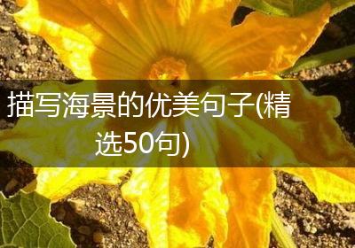 描写海景的优美句子(精选50句)