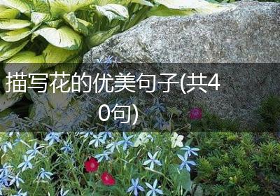 描写花的优美句子(共40句)