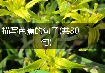 描写芭蕉的句子(共30句)