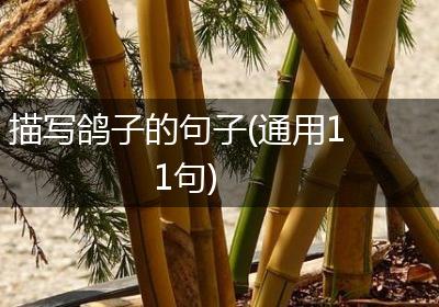 描写鸽子的句子(通用11句)