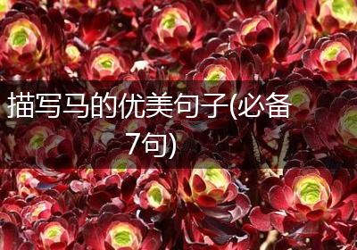 描写马的优美句子(必备7句)