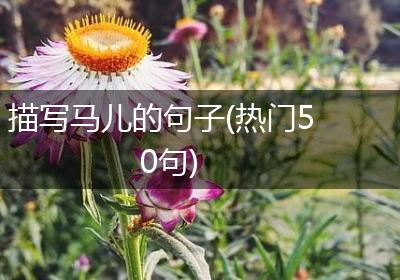 描写马儿的句子(热门50句)