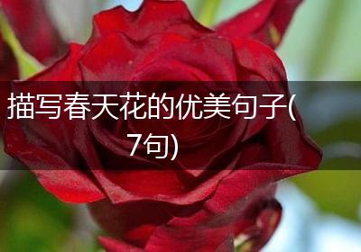 描写春天花的优美句子(7句)