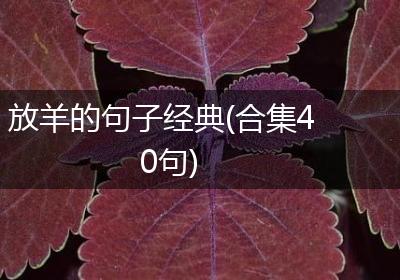 放羊的句子经典(合集40句)