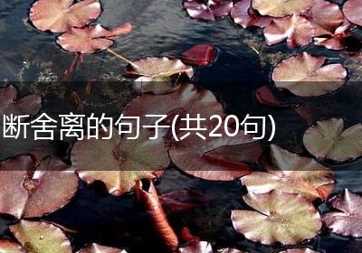 断舍离的句子(共20句)