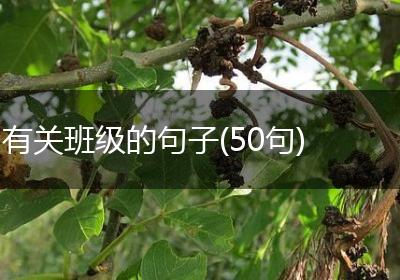 有关班级的句子(50句)