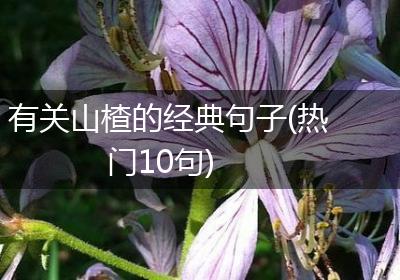 有关山楂的经典句子(热门10句)