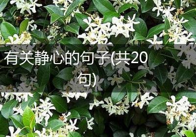 有关静心的句子(共20句)