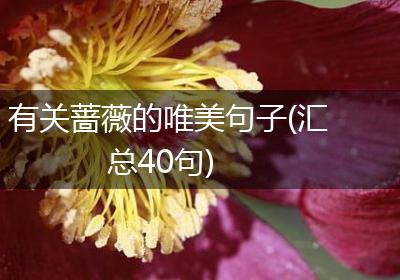 有关蔷薇的唯美句子(汇总40句)
