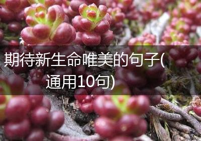 期待新生命唯美的句子(通用10句)