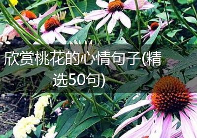 欣赏桃花的心情句子(精选50句)