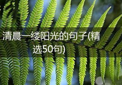 清晨一缕阳光的句子(精选50句)