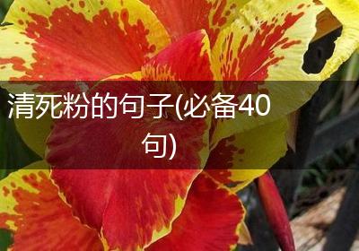 清死粉的句子(必备40句)