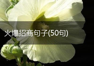 火爆招商句子(50句)