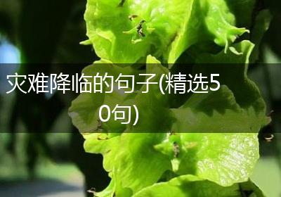 灾难降临的句子(精选50句)