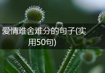 爱情难舍难分的句子(实用50句)