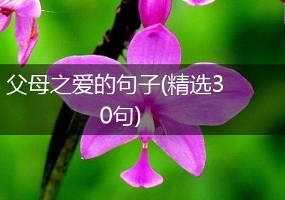 父母之爱的句子(精选30句)