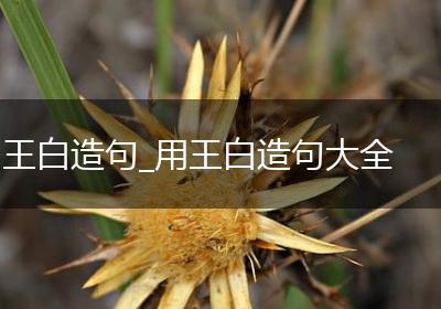 王白造句_用王白造句大全