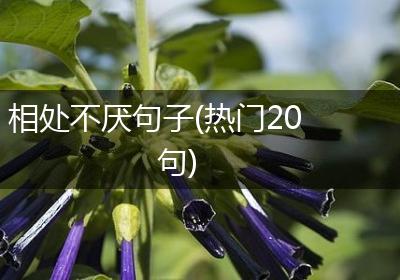 相处不厌句子(热门20句)
