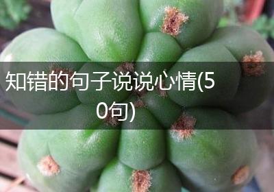 知错的句子说说心情(50句)