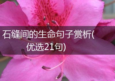 石缝间的生命句子赏析(优选21句)