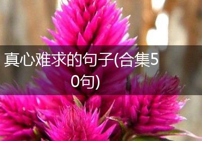 真心难求的句子(合集50句)