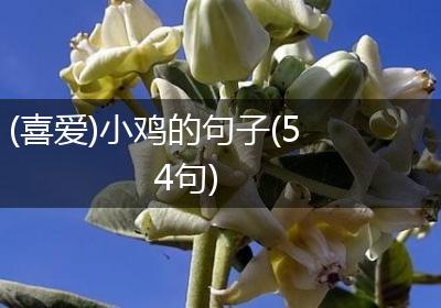 (喜爱)小鸡的句子(54句)