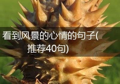 看到风景的心情的句子(推荐40句)
