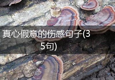 真心假意的伤感句子(35句)