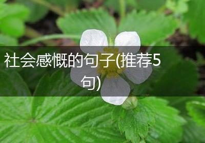 社会感慨的句子(推荐5句)
