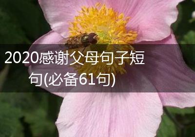 2020感谢父母句子短句(必备61句)