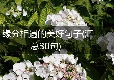缘分相遇的美好句子(汇总30句)