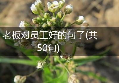 老板对员工好的句子(共50句)