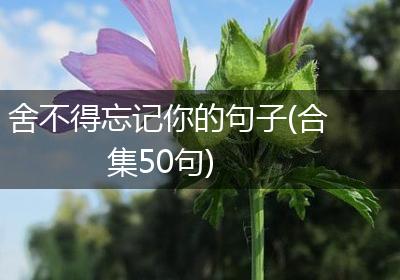 舍不得忘记你的句子(合集50句)